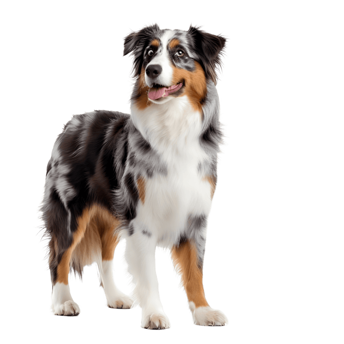 doggy